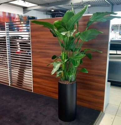 Interieur beplanting