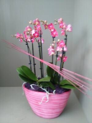 Orchideeën