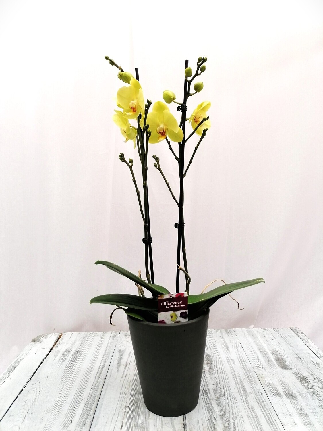Orchidee twee-takker
