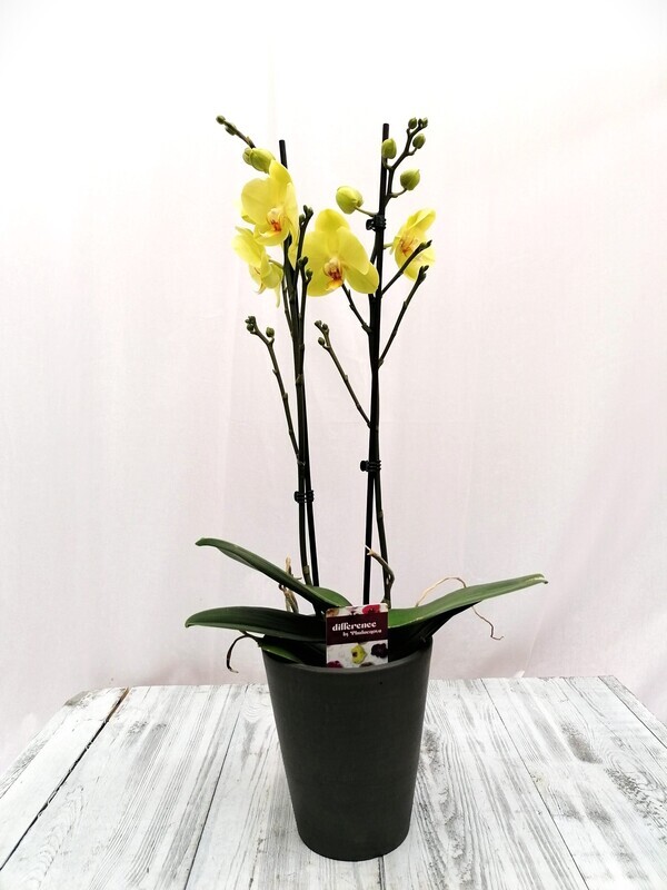 Orchideecompositie twee-takker Orchideecompositie twee-takker