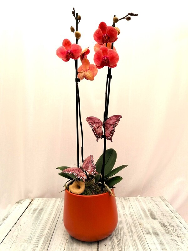 Orchideecompositie twee-takker afwerking mos