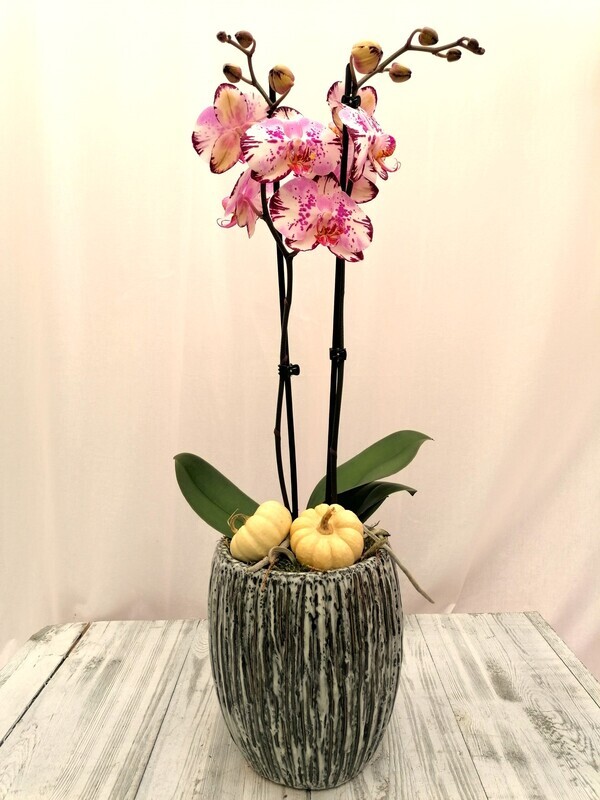 Orchideecompositie