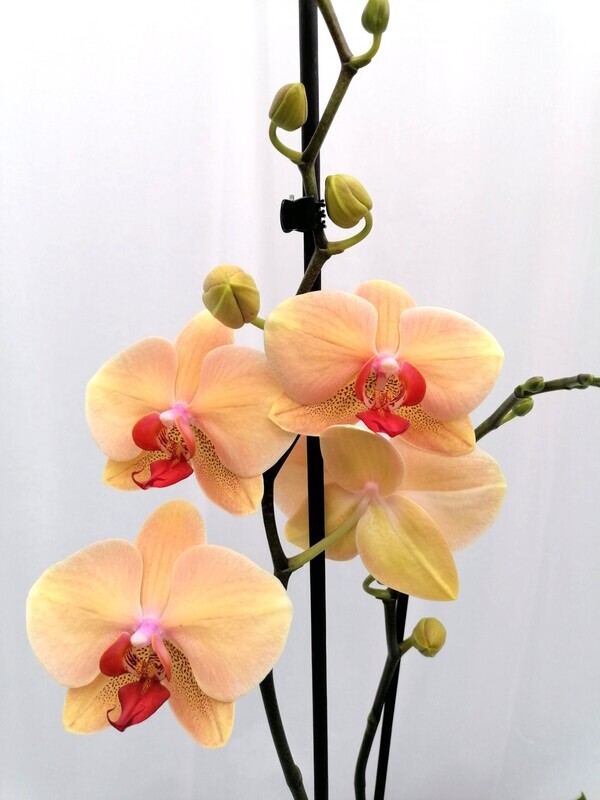 Orchidee twee-takker