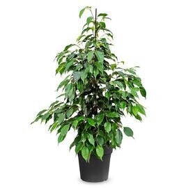 Ficus Benjamin