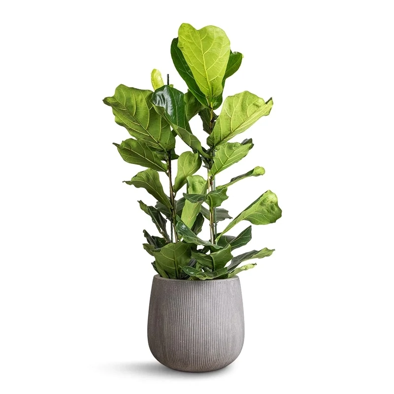 Ficus Lyrata