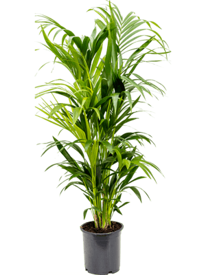 Kentiapalm (Howea)