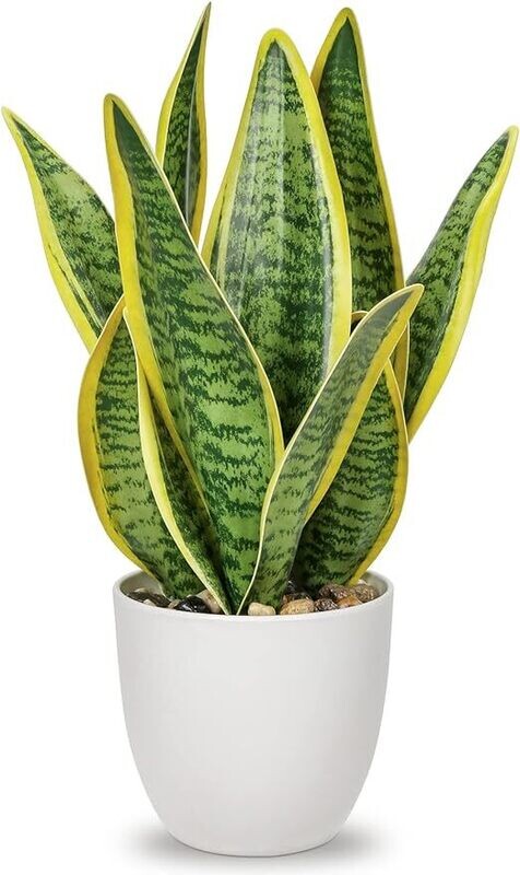 Sanseveria Laurentii