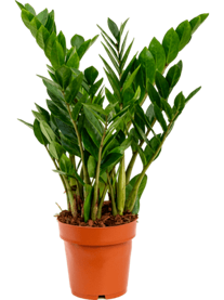 Zamioculcas