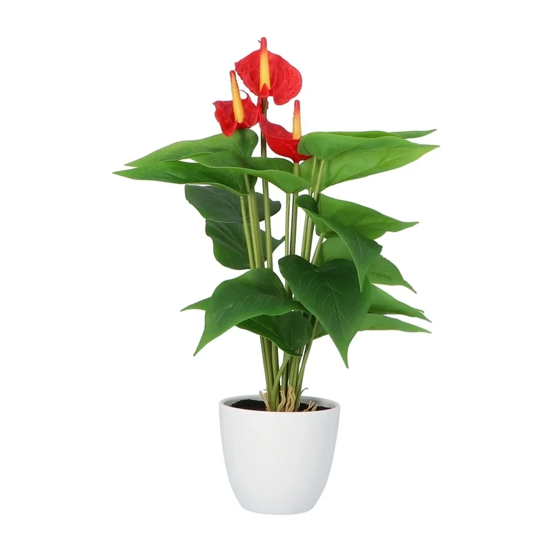 Anthurium