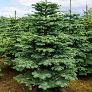 Kerst