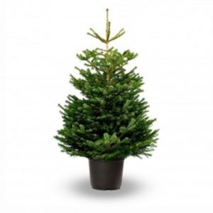 Kerstbomen in pot