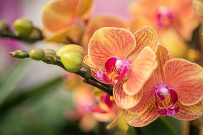Bloemen abonnement voor 9 maanden