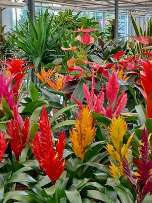 Bloemen abonnement voor 12 maanden