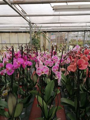 Orchideeën