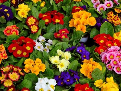 Doorlevende planten (vaste)