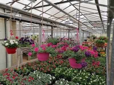 Perk- & Balkonplanten