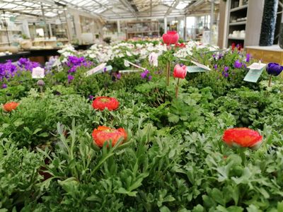Geraniums, hangpotten en Perk- & Balkonplanten