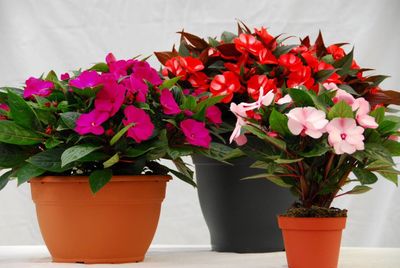 Perk- & Balkonplanten
