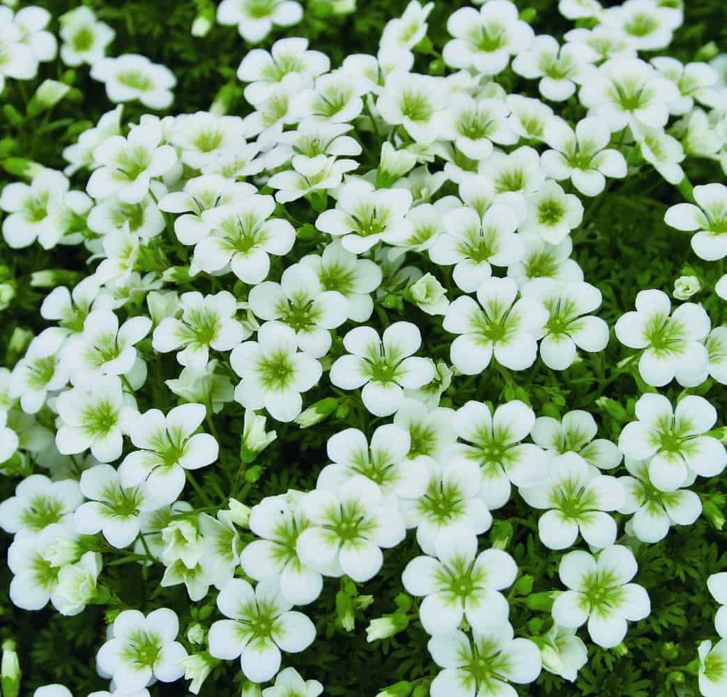 Saxifraga  - doorlevend