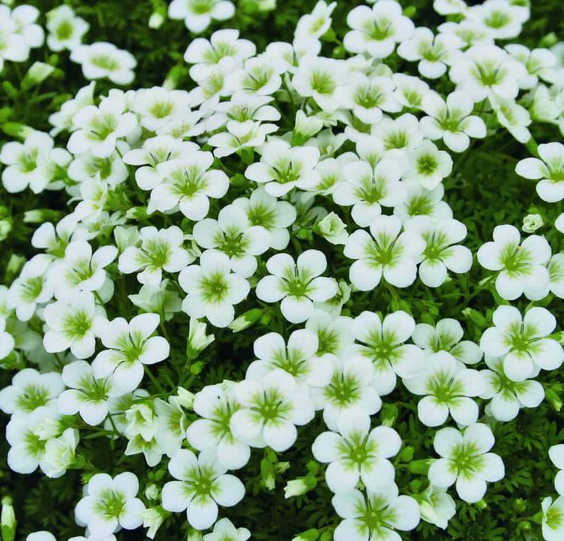 Saxifraga  - doorlevend