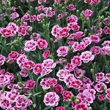 Dianthus 'Pink Kisses' - doorlevend