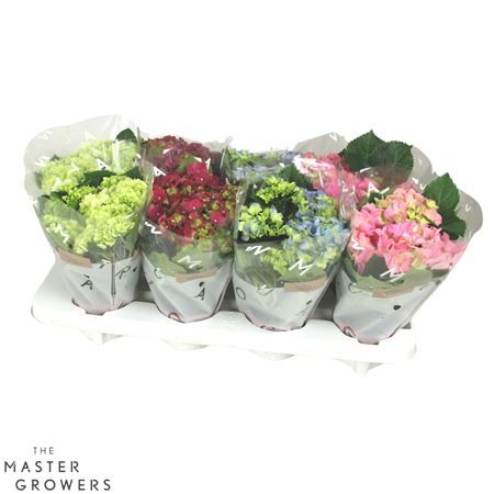Hortensia