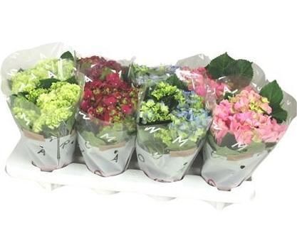 Hortensia