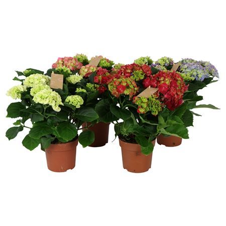 Hortensia