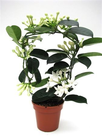Stephanotis