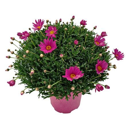 Chrysantum frutescens of struikmargriet