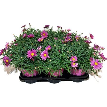 Chrysantum frutescens of struikmargriet ROZE