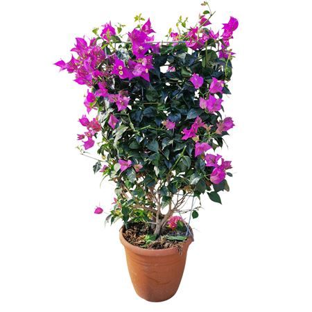 Bougainvillea