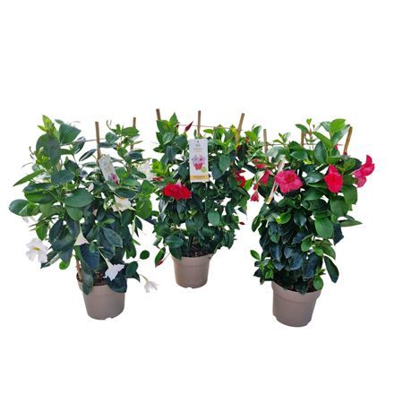 Mandevilla of Sundaville rek