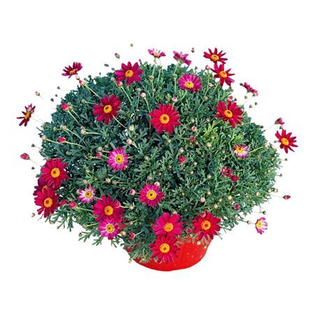 Chrysantum frutescens of struikmargriet