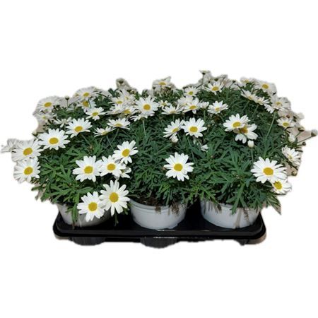 Chrysantum frutescens of struikmargriet WIT
