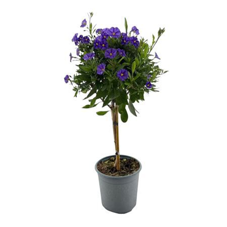 Solanum rantonetti