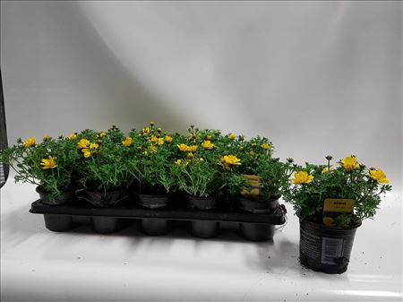 Bidens