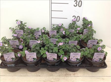 Bacopa