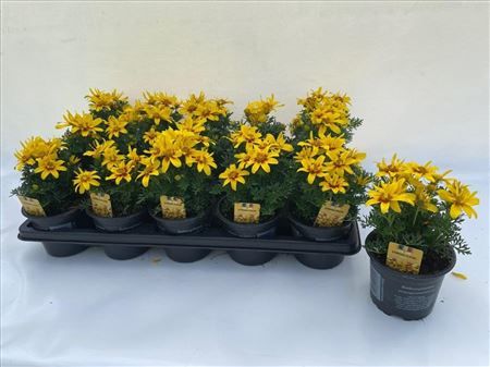 Bidens Eternal Frame