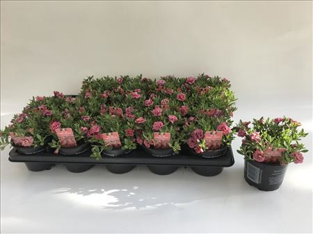 Calibrachoa dubbel