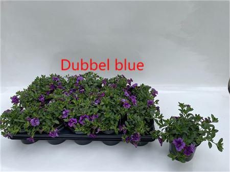 Calibrachoa dubbel