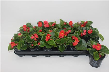 Begonia groen blad