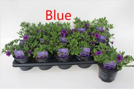 Calibrachoa