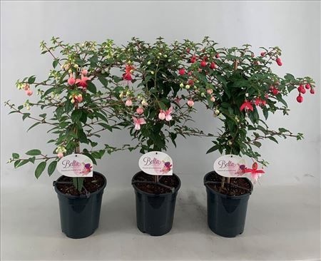 Fuchsia