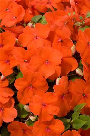 Impatiens Klein (Vlijtig Liesje)