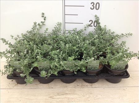 Helichrysum