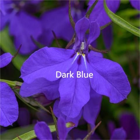 Lobelia
