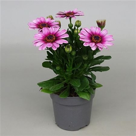 Osteospermum