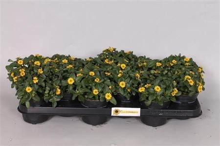 Sanvitalia Yellow Beauty