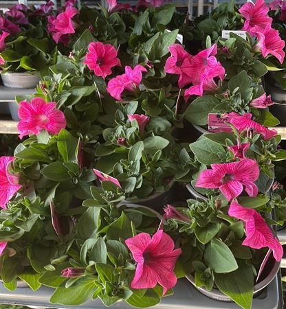 Petunia (Sanguna)